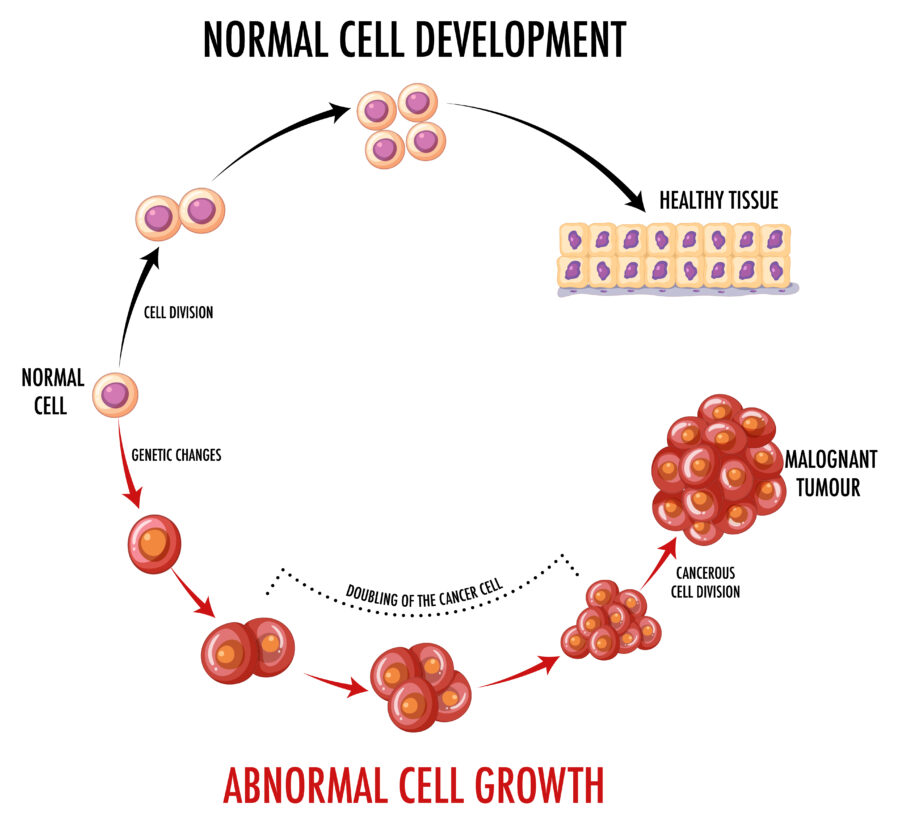 cancer and normal cell development